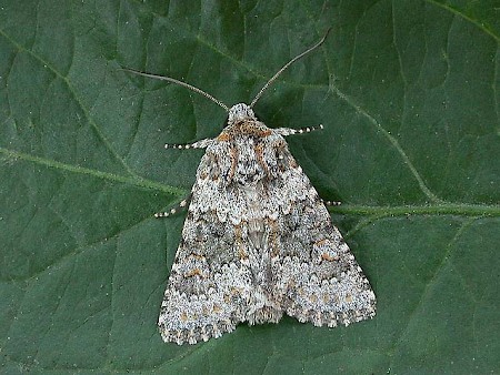 Small Ranunculus Hecatera dysodea