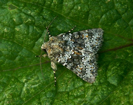 Small Ranunculus Hecatera dysodea