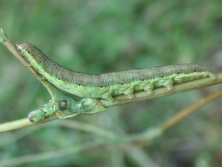 Small Ranunculus Hecatera dysodea