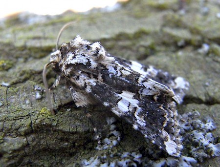 Marbled Coronet Hadena confusa