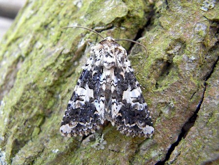 Marbled Coronet Hadena confusa