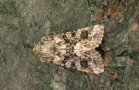 Tawny Shears Hadena perplexa