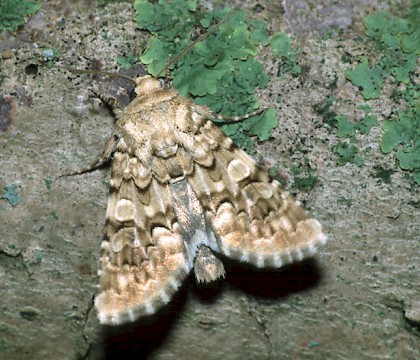 Adult &bull; Poland &bull; &copy; David Green/Butterfly Conservation