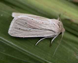 Smoky Wainscot Mythimna impura