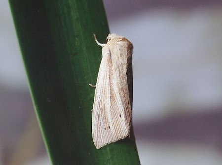 Southern Wainscot Mythimna straminea