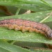 Larva • Larva, ex. Darren Whitehead • © Ian Kimber