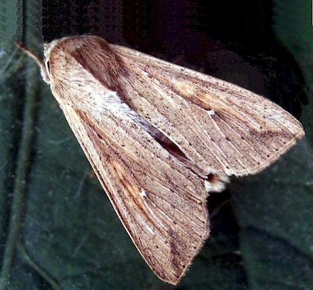White-speck Mythimna unipuncta