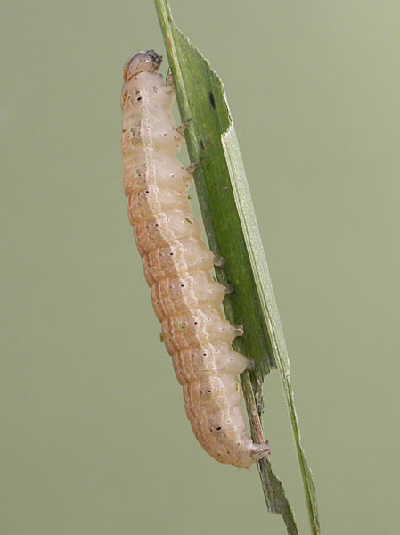 White-speck Mythimna unipuncta