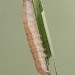 Larva • Larva, ex. Darren Whitehead • © Ian Kimber