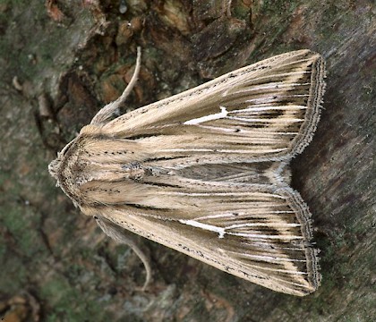 Adult &bull; Dorset &bull; &copy; Paul Harris
