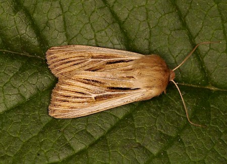 Shoulder-striped Wainscot Leucania comma