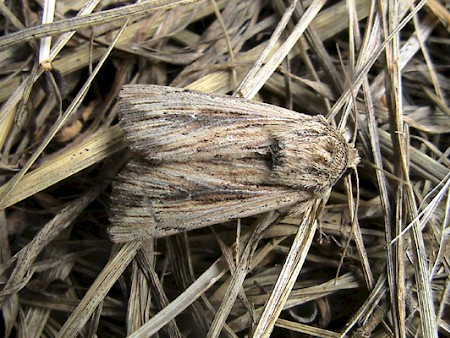 Devonshire Wainscot Leucania putrescens