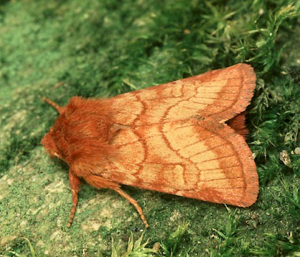 Male • Ex female from larvae, Monmouthshire • © Roy Leverton