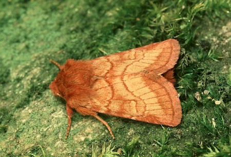 The Silurian Eriopygodes imbecilla