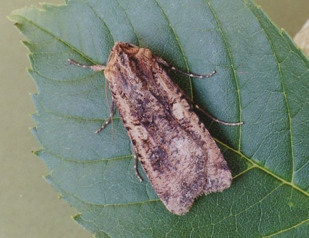 Pearly Underwing Peridroma saucia