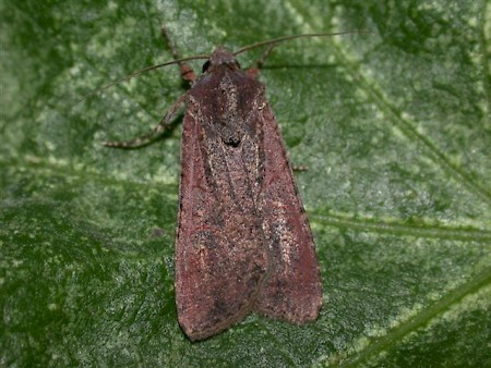 Pearly Underwing Peridroma saucia