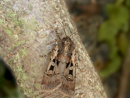 Square-spot Dart Euxoa obelisca