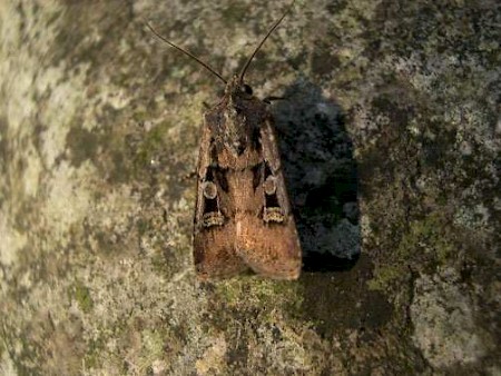 Square-spot Dart Euxoa obelisca