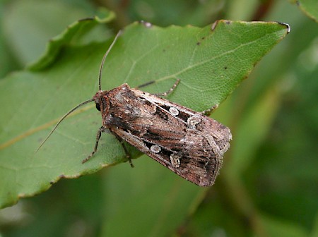 White-line Dart Euxoa tritici