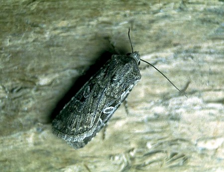 White-line Dart Euxoa tritici