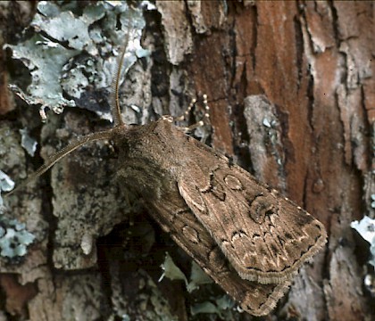 Adult • Auvergne, Central France • © Rob Petley-Jones