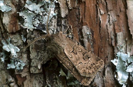 Great Dart Agrotis bigramma