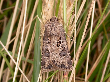 Great Dart Agrotis bigramma