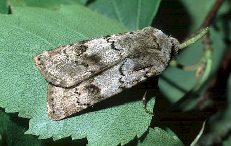 Light Feathered Rustic Agrotis cinerea