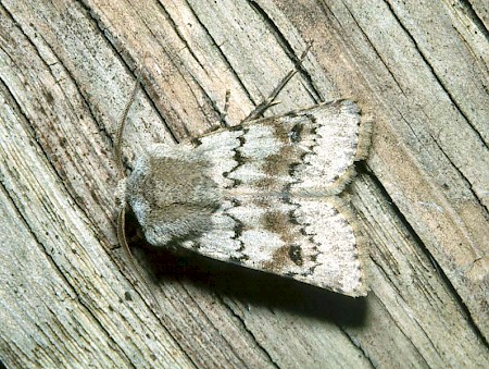 Light Feathered Rustic Agrotis cinerea