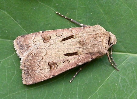 Heart & Dart Agrotis exclamationis