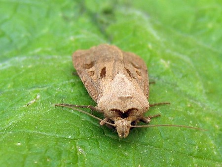 Heart & Dart Agrotis exclamationis