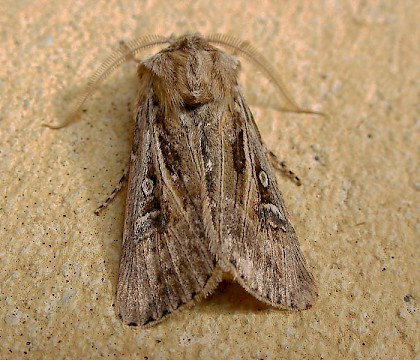 Adult • Jersey, Channel Islands • © Robert Woods