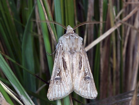 Wood's Dart Agrotis graslini