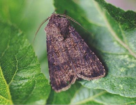 Turnip Moth Agrotis segetum