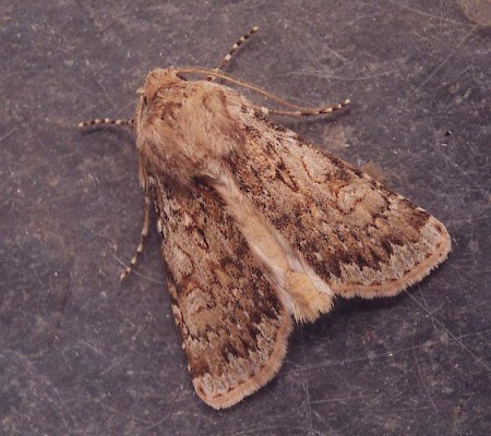 Sand Dart Agrotis ripae