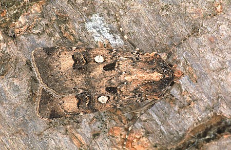 Crescent Dart Agrotis trux