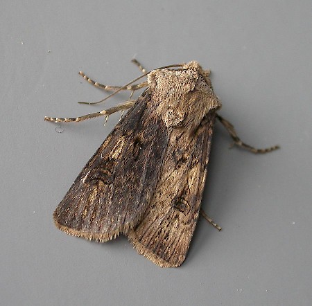 Shuttle-shaped Dart Agrotis puta