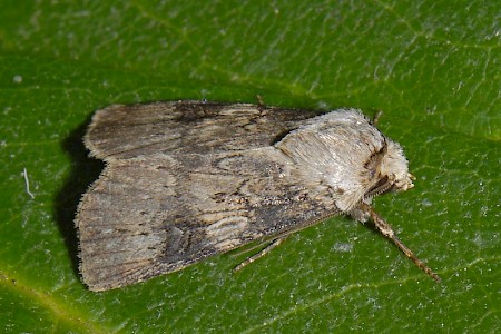 Shuttle-shaped Dart Agrotis puta