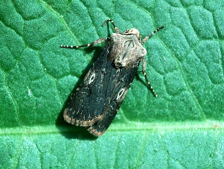 Shuttle-shaped Dart Agrotis puta