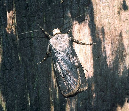 Shuttle-shaped Dart Agrotis puta