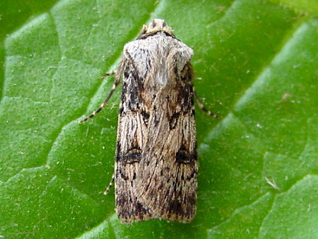 Shuttle-shaped Dart Agrotis puta