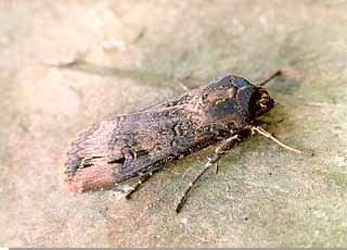 Dark Sword-grass Agrotis ipsilon