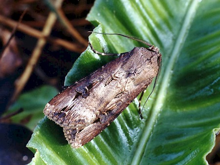 Dark Sword-grass Agrotis ipsilon