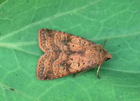 Barred Chestnut Diarsia dahlii