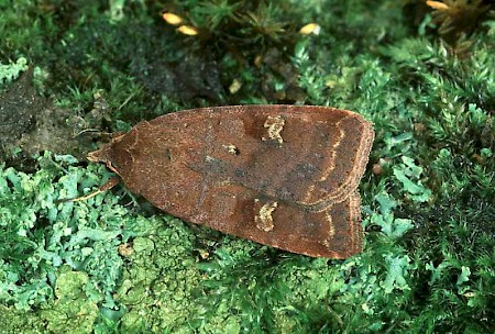 Barred Chestnut Diarsia dahlii