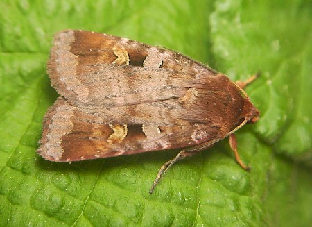 Purple Clay Diarsia brunnea