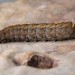 Larva • Chorlton, Greater Manchester • © Ben Smart