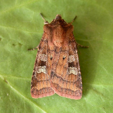 Small Square-spot Diarsia rubi