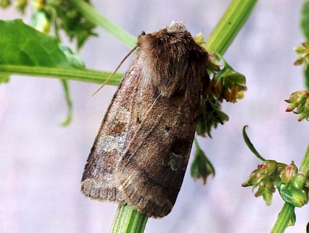 Small Square-spot Diarsia rubi