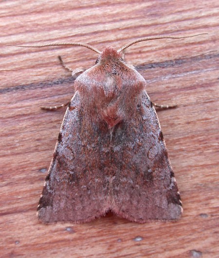 Red Chestnut Cerastis rubricosa